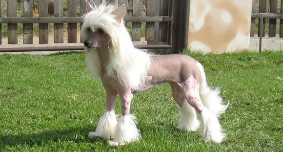 Chinese-Crested