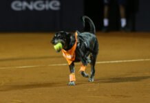 CãoDula em ação