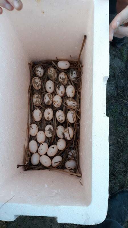 Pé-de Pincha tem recorde de ovos de Tracajás colhidos no ciclo de 2021/2022